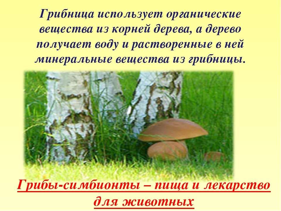 Срок жизни грибов. Роль грибницы в жизни грибов. Роль грибов в жизни леса. Роль грибов в природе и жизни человека 5 класс биология. Гриб при помощи грибницы получает от дерева.