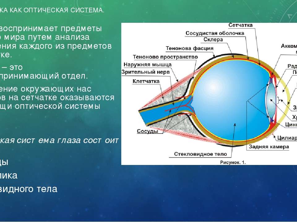 Роговица зрительная зона коры мозга стекловидное тело. Строение человеческого глаза как оптической системы. Глаз как оптическая система физика строение глаза. Строение глаза человека как оптической системы. Упрощенная оптическая схема глаза.