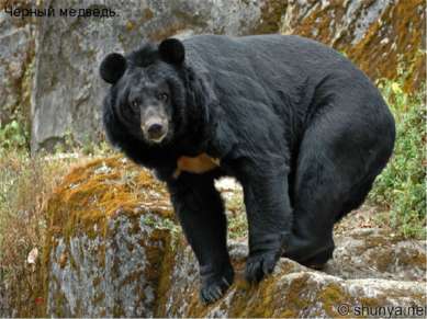 Черный медведь. И другие…