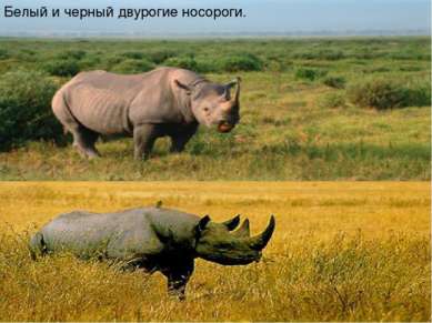 Белый и черный двурогие носороги.