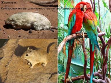 Животные: Кенгуровая мышь, длиннохвостые попугайчики, сумчатый крот.