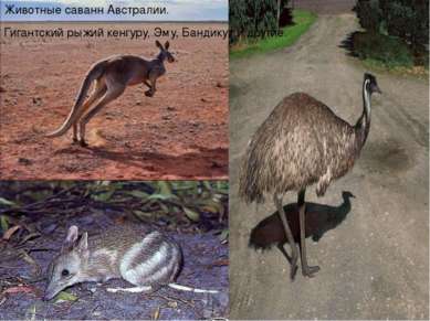 Животные саванн Австралии. Гигантский рыжий кенгуру, Эму, Бандикут и другие.