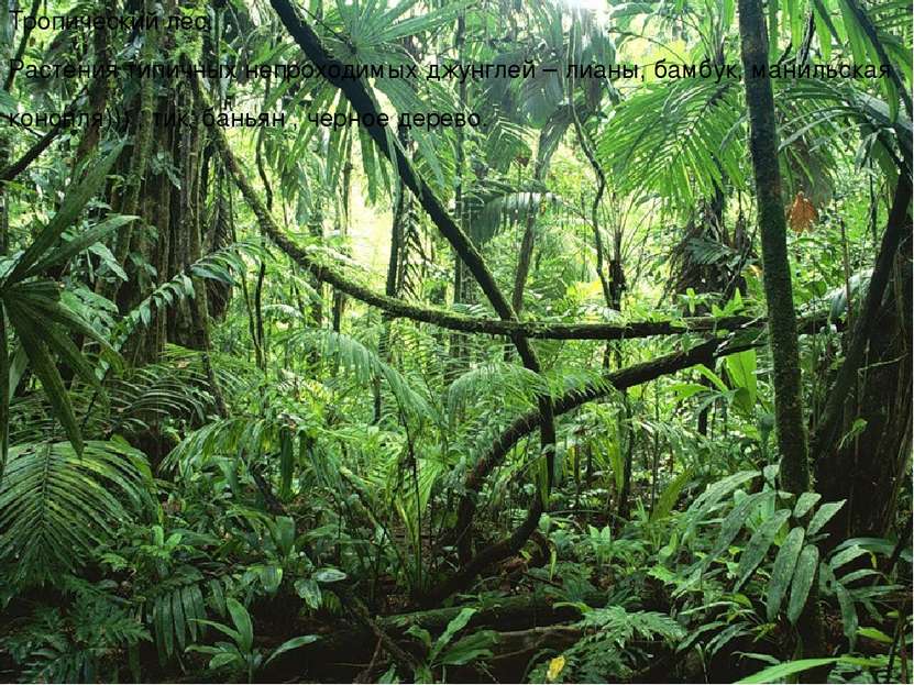 Тропический лес. Растения типичных непроходимых джунглей – лианы, бамбук, ман...