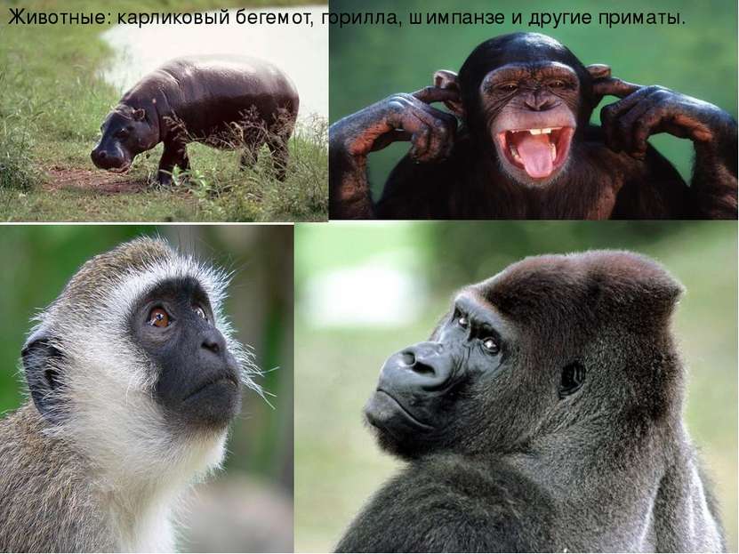 Животные: карликовый бегемот, горилла, шимпанзе и другие приматы.