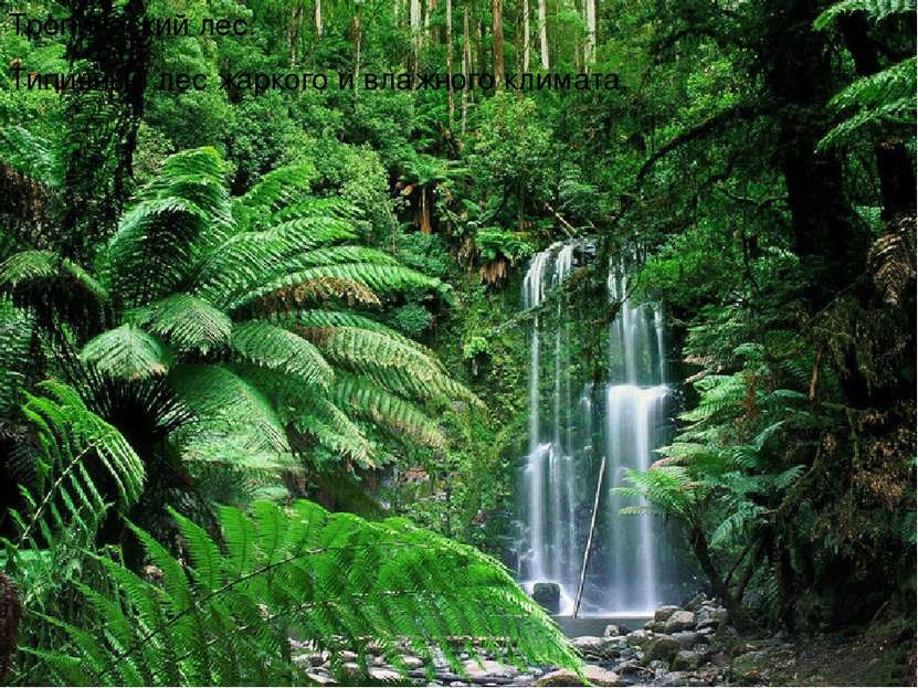 Тропический лес. Типичный лес жаркого и влажного климата.