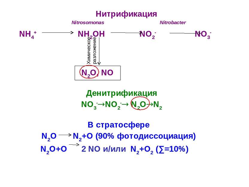 Нитрификация Nitrosomonas Nitrobacter NH4+ NH2OH NO2- NO3- Химическое разложе...