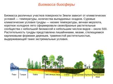 Биомасса биосферы Биомасса различных участков поверхности Земли зависит от кл...