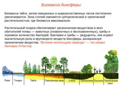 Биомасса биосферы Биомасса тайги, затем смешанных и широколиственных лесов по...