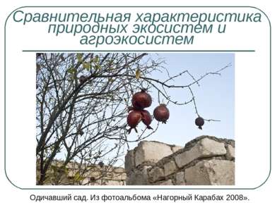 Одичавший сад. Из фотоальбома «Нагорный Карабах 2008». Сравнительная характер...