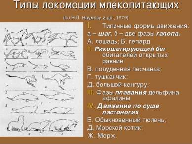 Типы локомоции млекопитающих (по Н.П. Наумову и др., 1979) Типичные формы дви...