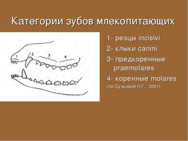 Категории зубов млекопитающих 1- резцы incisivi 2- клыки canini 3- предкоренн...