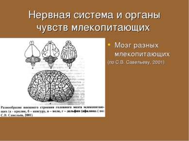 Нервная система и органы чувств млекопитающих Мозг разных млекопитающих (по С...