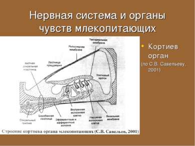Нервная система и органы чувств млекопитающих Кортиев орган (по С.В. Савельев...