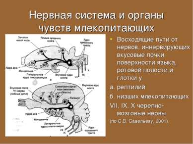 Нервная система и органы чувств млекопитающих Восходящие пути от нервов, инне...