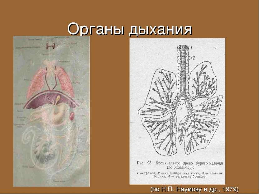 Органы дыхания (по Н.П. Наумову и др., 1979)