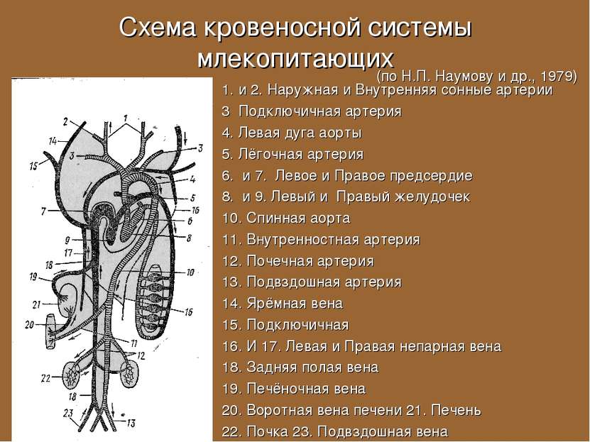 Схема кровеносной системы млекопитающих 1. и 2. Наружная и Внутренняя сонные ...