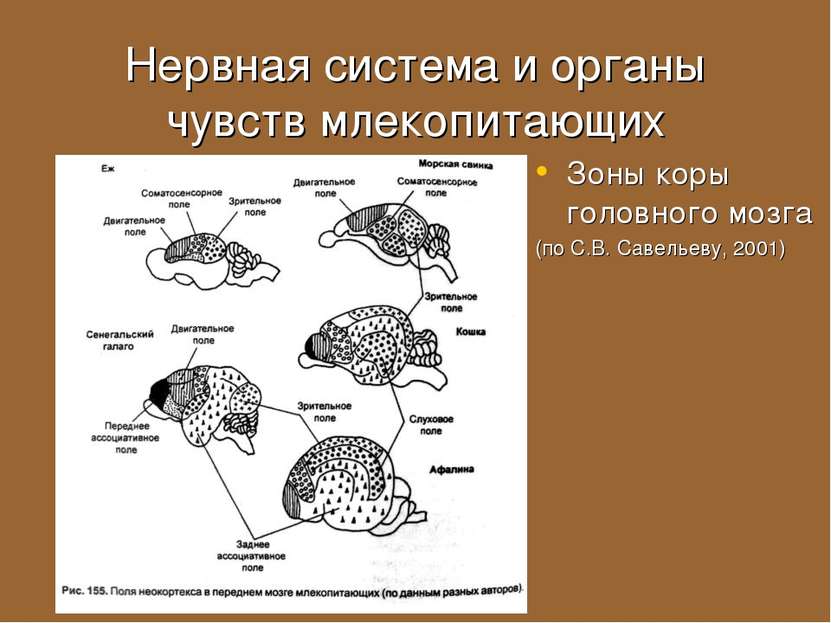 Нервная система и органы чувств млекопитающих Зоны коры головного мозга (по С...
