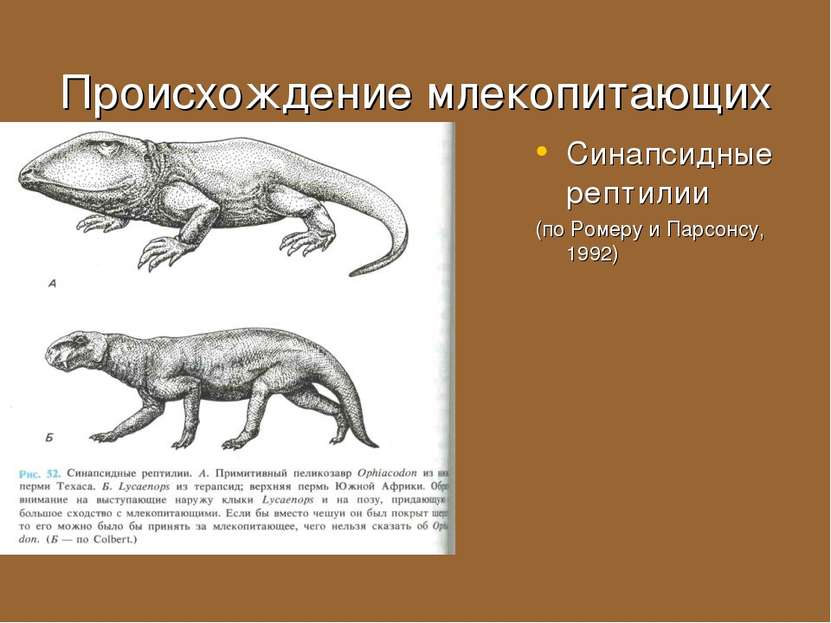 Происхождение млекопитающих Синапсидные рептилии (по Ромеру и Парсонсу, 1992)