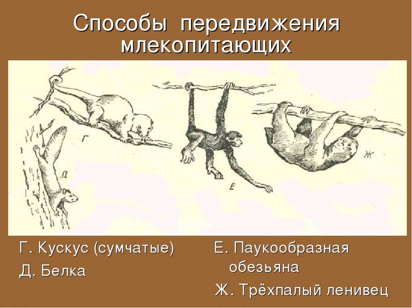Способы передвижения млекопитающих Г. Кускус (сумчатые) Д. Белка Е. Паукообра...
