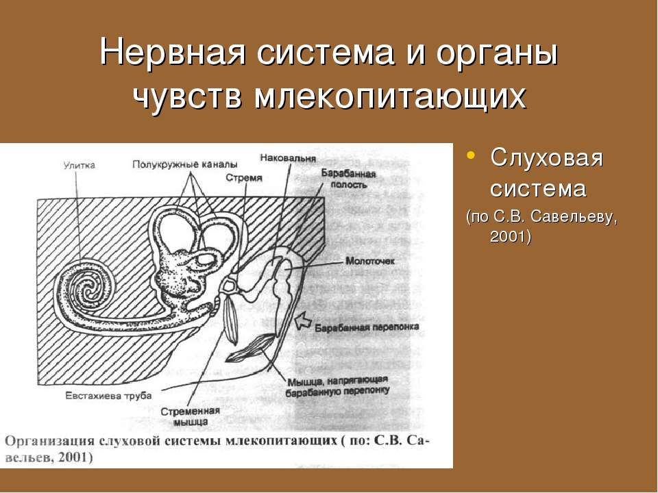 Органы обоняния у млекопитающих. Органы чувств у млекопитающих 7. Органы чувств млекопитающих кратко. Нервная система и органы чувств млекопитающих. Органы чувсивнервная система млекопитающих.