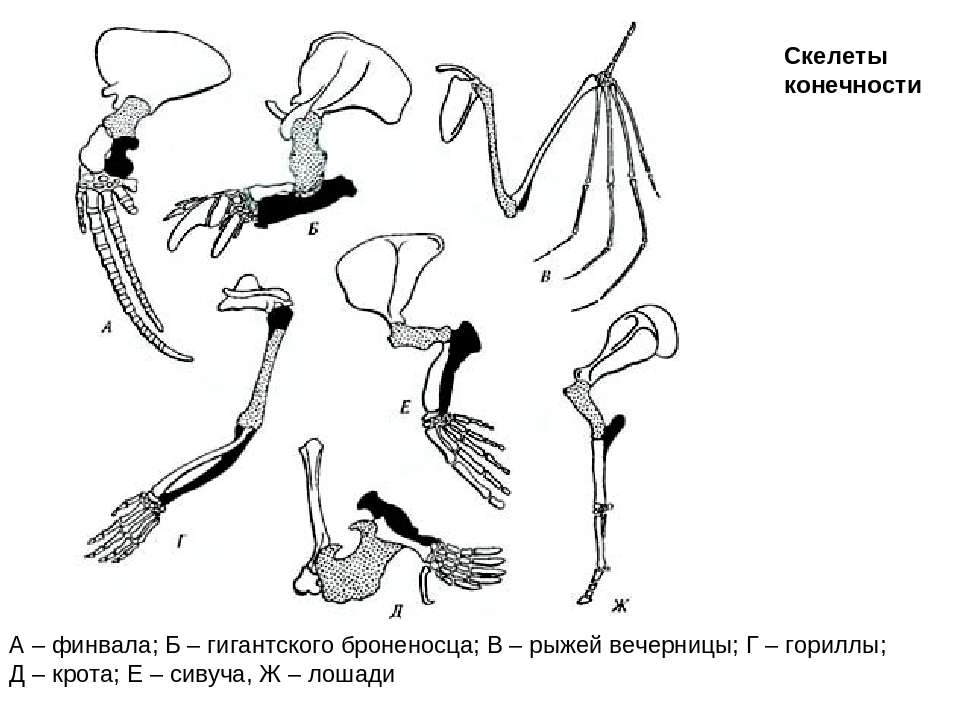 Скелет передних и задних конечностей млекопитающих. Скелет передней конечности крота. Пояс задних конечностей у млекопитающих. Передние конечности млекопитающих строение. Строение скелета передней конечности млекопитающих.