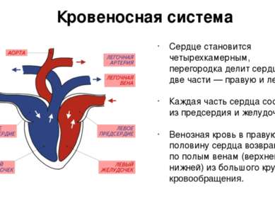 Сердце становится четырехкамерным, перегородка делит сердце на две части — пр...