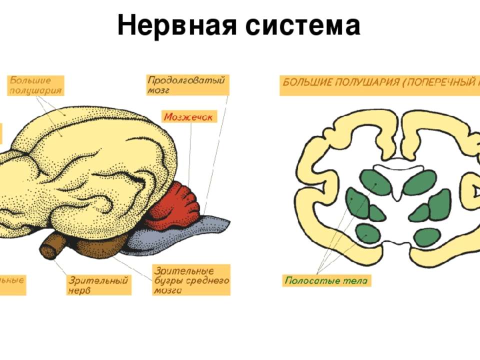Центры мозга млекопитающих. Отделы головного мозга млекопитающих схема. Головной мозг млекопитающих. Мозг млекопитающих схема. Большие полушария мозга млекопитающих.