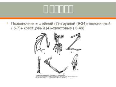 Скелет Позвоночник = шейный (7)+грудной (9-24)+поясничный ( 5-7)+ крестцовый ...