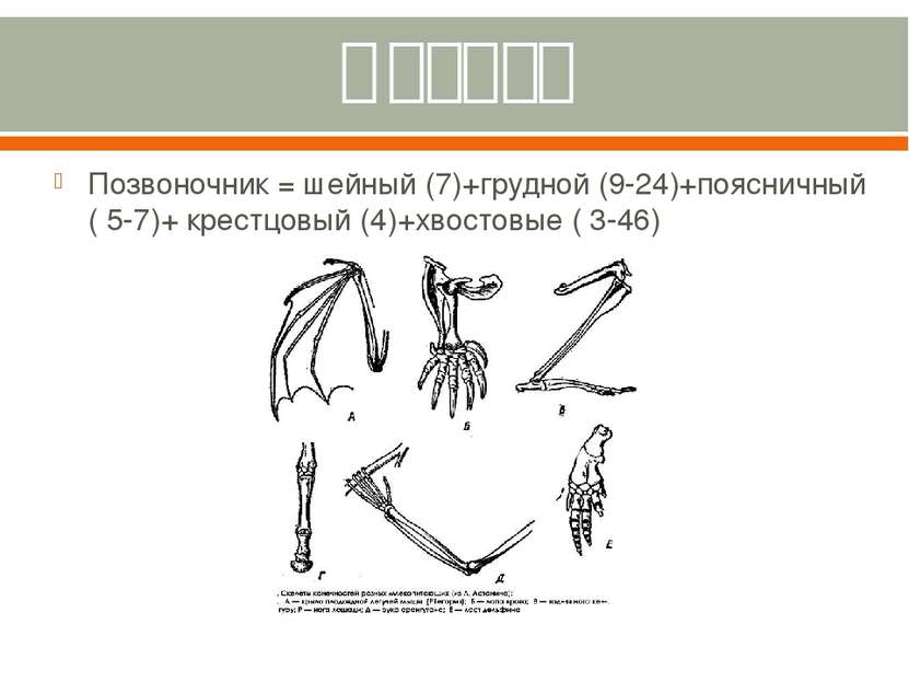Скелет Позвоночник = шейный (7)+грудной (9-24)+поясничный ( 5-7)+ крестцовый ...