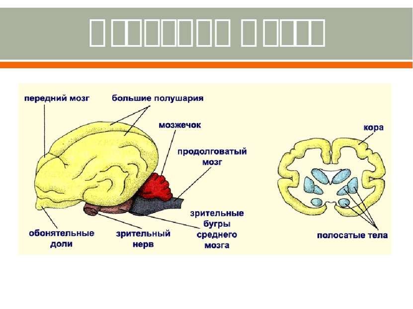 Строения мозга
