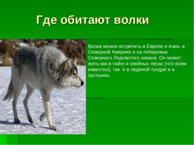 Где обитают волки Волка можно встретить в Европе и Азии, в Северной Америке и...