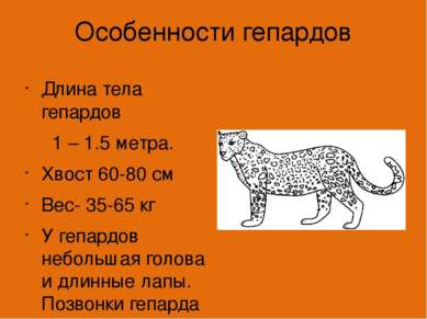 Особенности гепардов Длина тела гепардов 1 – 1.5 метра. Хвост 60-80 см Вес- 3...