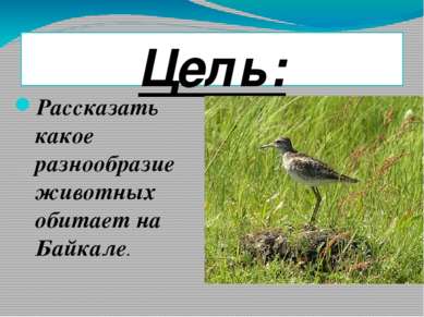 Цель: Рассказать какое разнообразие животных обитает на Байкале.
