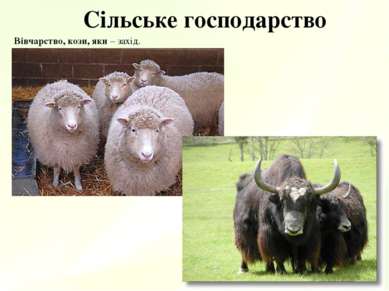 Сільське господарство Вівчарство, кози, яки – захід.