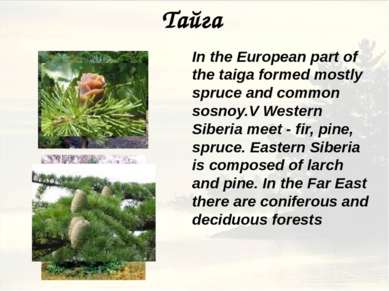 Тайга In the European part of the taiga formed mostly spruce and common sosno...