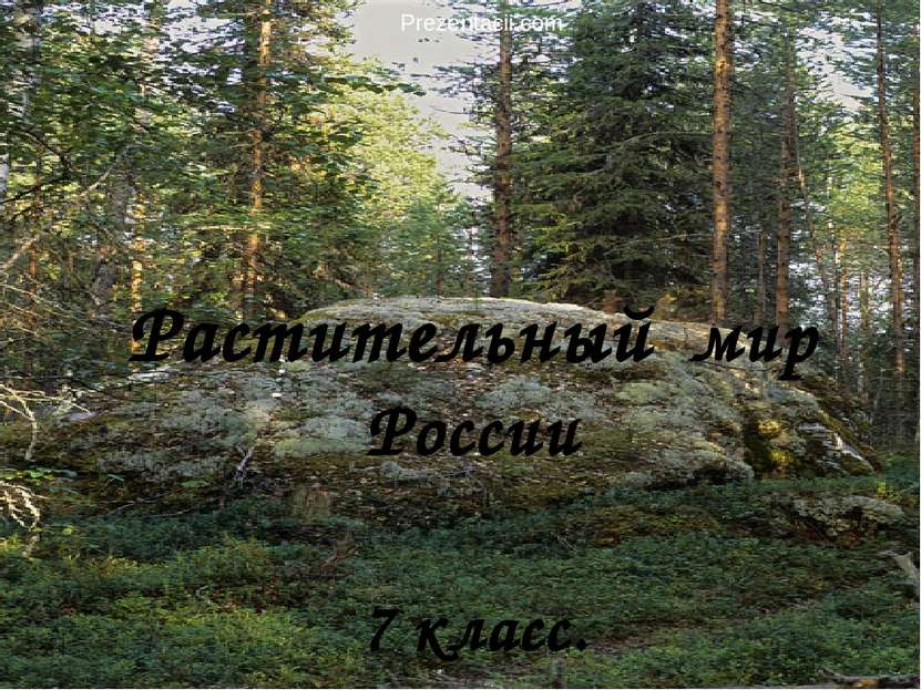 Растительный мир России 7 класс. Prezentacii.com
