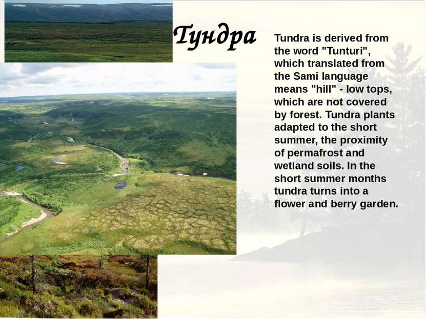 Тундра Tundra is derived from the word "Tunturi", which translated from the S...