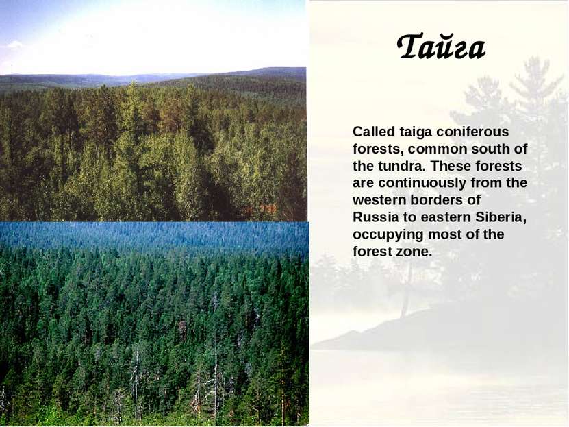 Тайга Called taiga coniferous forests, common south of the tundra. These fore...