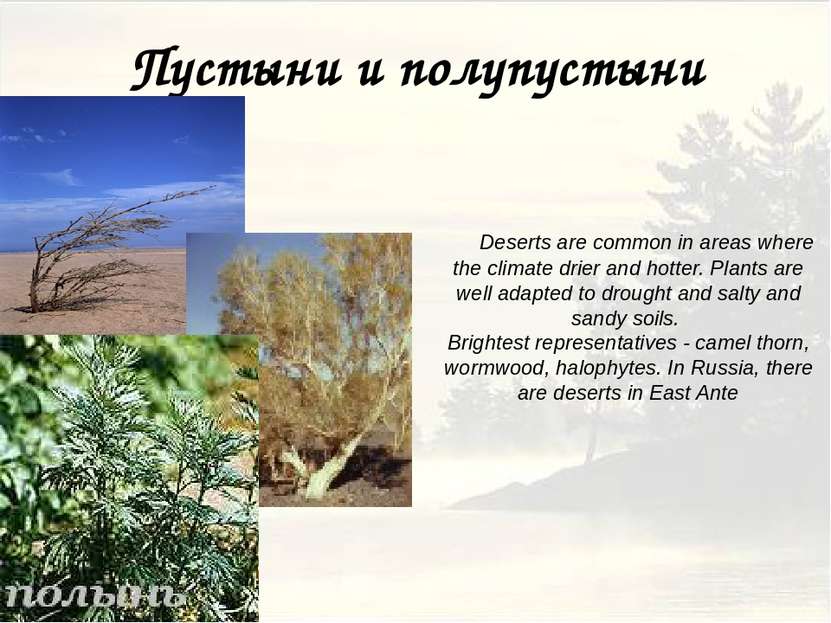 Пустыни и полупустыни Deserts are common in areas where the climate drier and...