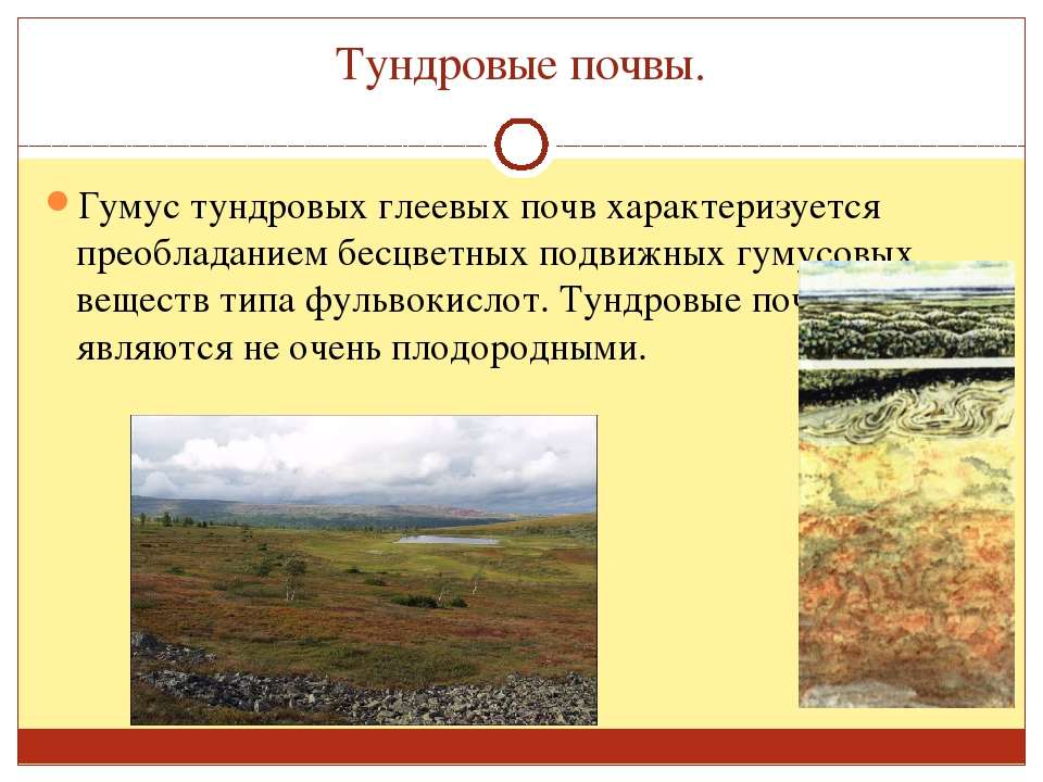 Содержание гумуса в тундровой глеевой почве. Тундровая глеевая почва плодородие. Профиль тундрово глеевых почв. Тундрово-глеевые почвы горизонты. Тундрово-глеевые почвы России.