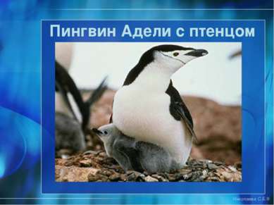 Пингвин Адели с птенцом Николаева С.Б.®