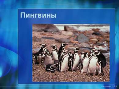 Пингвины Николаева С.Б.®