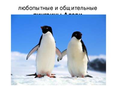 любопытные и общительные пингвины Адели