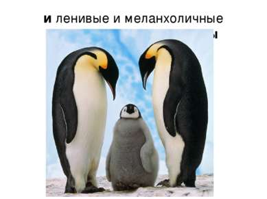 и ленивые и меланхоличные императорские пингвины