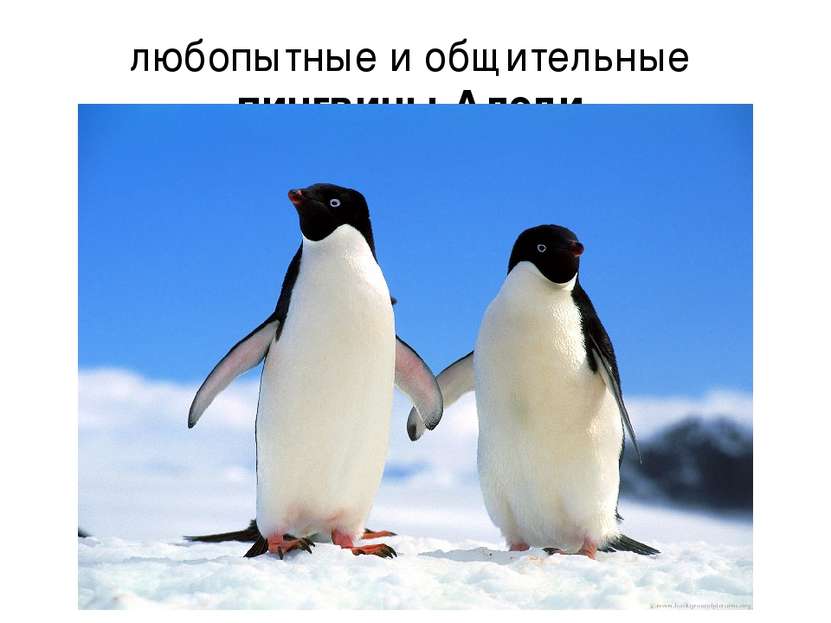 любопытные и общительные пингвины Адели