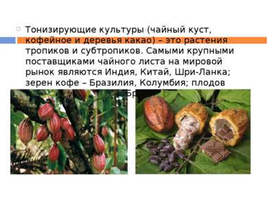 Тонизирующие культуры (чайный куст, кофейное и деревья какао) – это растения ...