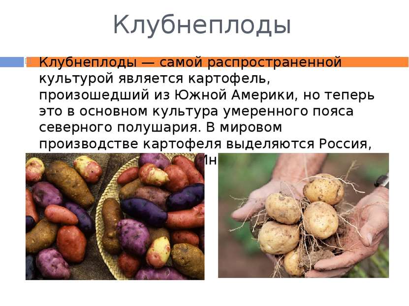 Клубнеплоды Клубнеплоды — самой распространенной культурой является картофель...