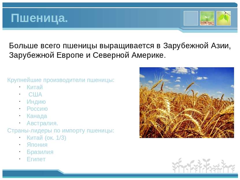 Больше всего пшеницы выращивается в Зарубежной Азии, Зарубежной Европе и Севе...