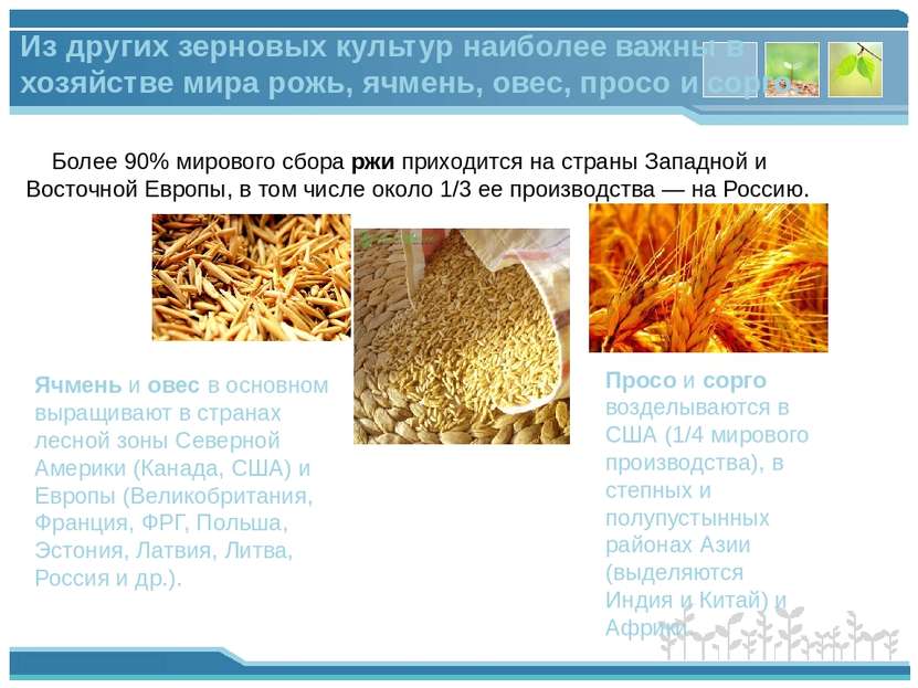 Более 90% мирового сбора ржи приходится на страны Западной и Восточной Европы...