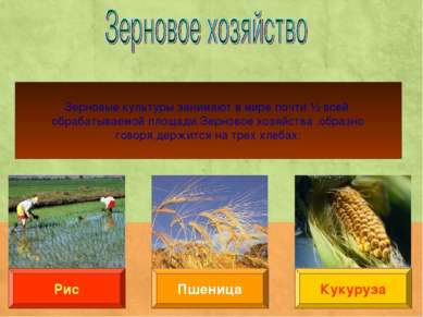 Пшеница Рис Кукуруза Зерновые культуры занимают в мире почти ½ всей обрабатыв...